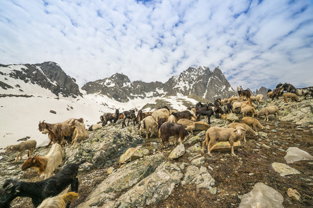 Goat and Sheep in the mountains snow