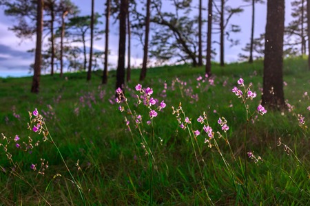 Beautiful spring colorsの写真素材