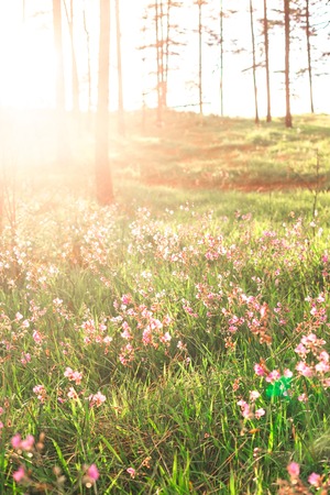 Beautiful spring colorsの写真素材