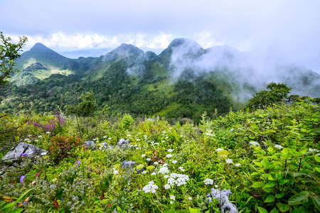 Morning Mist at Tropical Mountain Rangeの写真素材