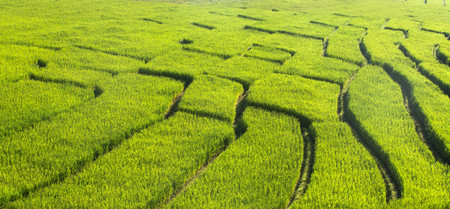 Rice fieldの写真素材