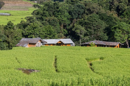 Rice fieldの写真素材