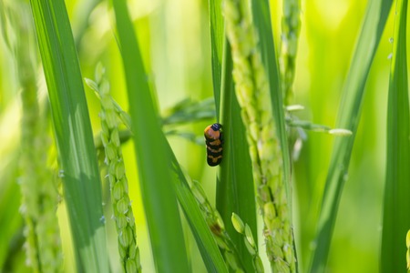 Rice fieldの写真素材