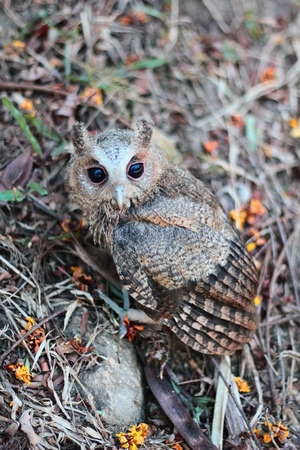 Side view of a owletの写真素材