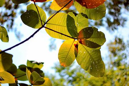 Autumn Tree Looking Upの写真素材