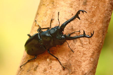 stag beetle