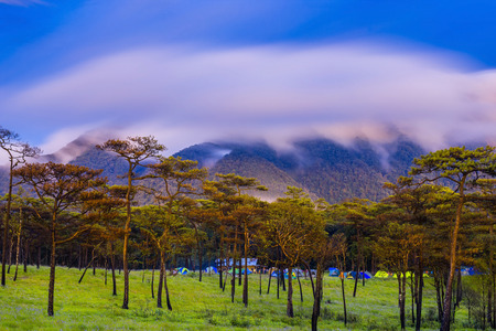 Pine forest with mist and wildflowers fieldの写真素材