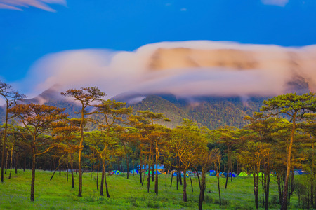 Pine forest with mist and wildflowers fieldの写真素材