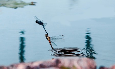 dragonfly coupleの写真素材