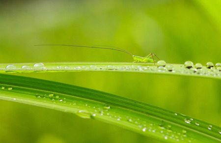 Grasshopper on leaf with dew dropの写真素材