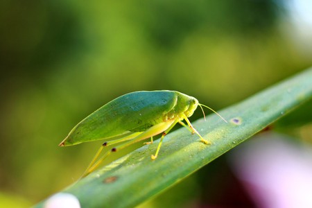 Naturally Camouflaged leaf Insectの写真素材