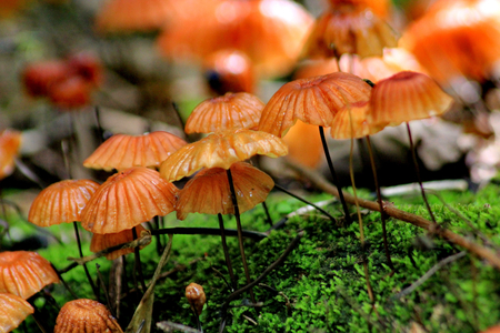 mushroom in the forestの写真素材