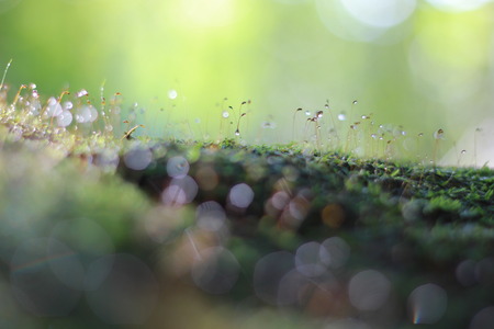 Dew drop on mossの写真素材