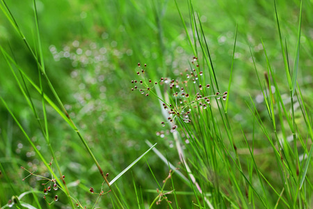 Dew drop on green grass