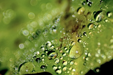 Dew drop on leaf