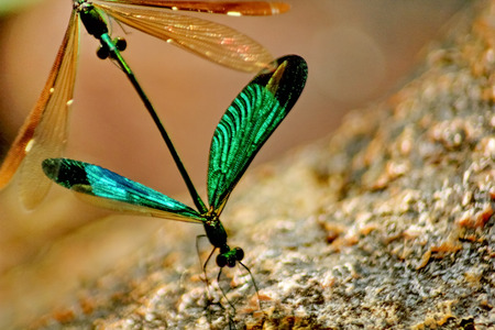 Dragonfly breedの写真素材