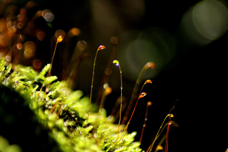 Moss with dew