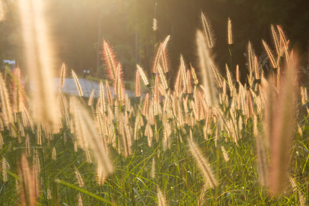 morning sun shining on wildflowers or weeds growing in a grassy fieldの写真素材
