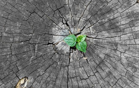 plant growing out of a tree stumpの写真素材