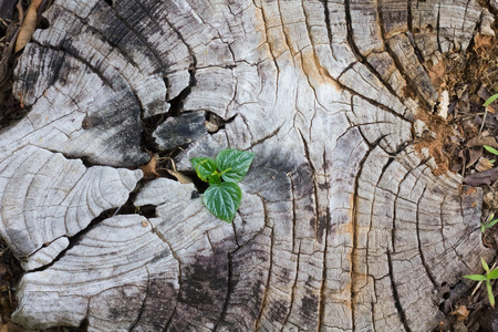 plant growing out of a tree stumpの写真素材