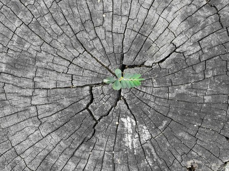 plant growing out of a tree stumpの写真素材