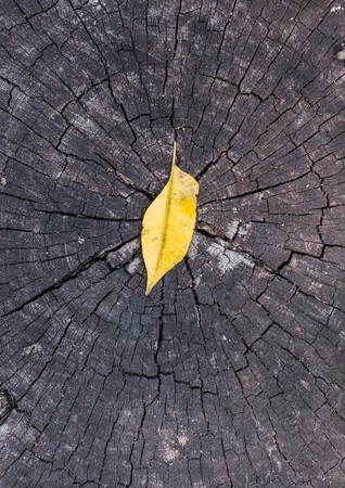 Autumn leaves on old woodsの写真素材