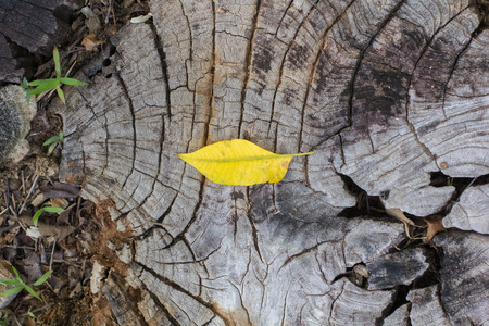 Autumn leaves on old woodsの写真素材