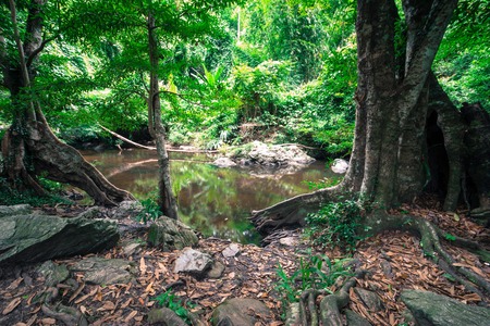 Forest with the riverの写真素材