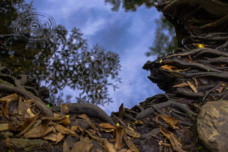 Reflections on a Wilderness Lake with water dropの写真素材