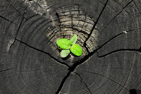 Green seedling growing from tree stumpの写真素材