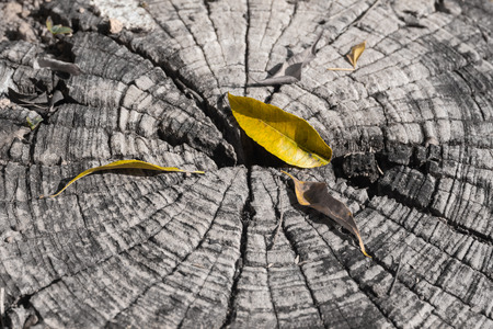 Autumn leaves on old woodsの写真素材