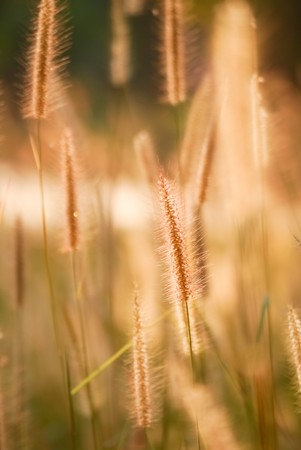 morning sun shining on wildflowers or weeds growing in a grassy fieldの写真素材