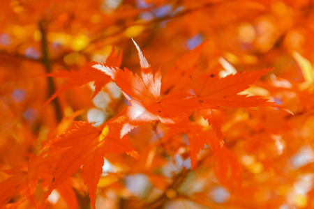autumn leaves, very shallow focusの写真素材