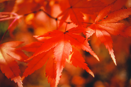 autumn leaves, very shallow focusの写真素材