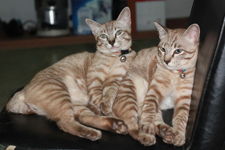 Domestic Catの写真素材