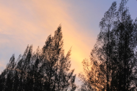 Silhouette pine tree branchの写真素材