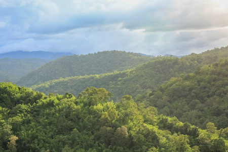 Forest Canopyの写真素材