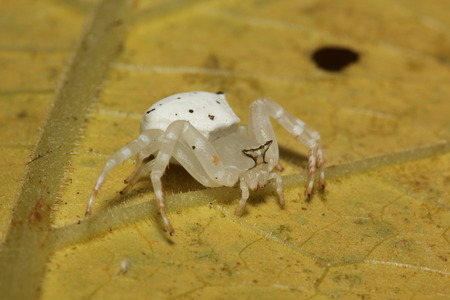 spider on autumn leafの写真素材