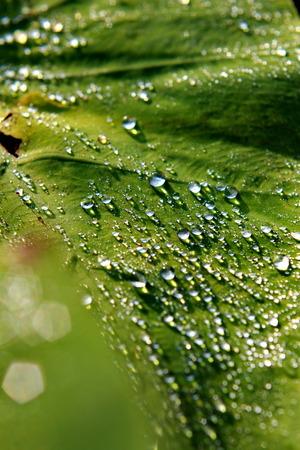 dew drop on leafの写真素材