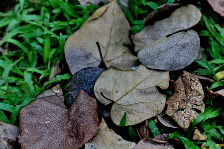 autumn leaves, very shallow focusの写真素材