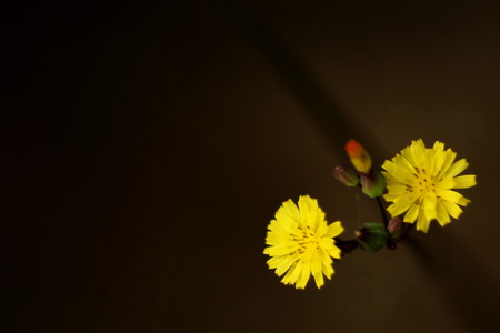 morning sun shining on wildflowersの写真素材