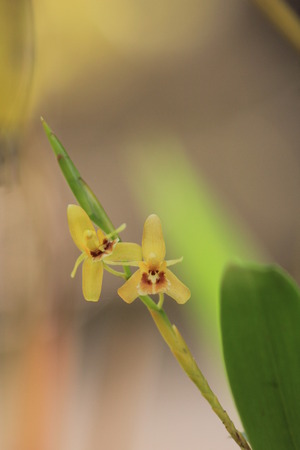Orchidの写真素材