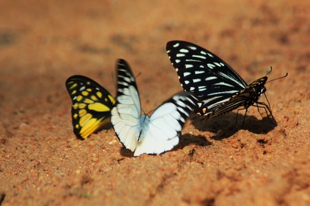 Swordtail butterflyの写真素材