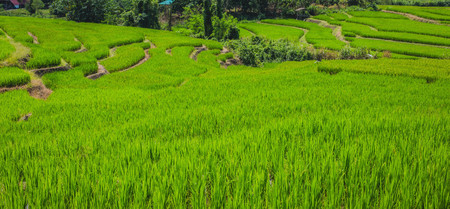 Rolling green hills and rice fieldの写真素材