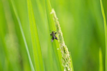 Rice fieldの写真素材