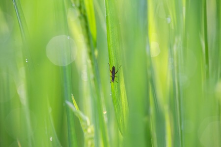Insect on young green paddyの写真素材