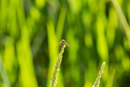 Insect on young green paddyの写真素材
