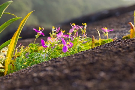 Morning light over Wildflowerの写真素材