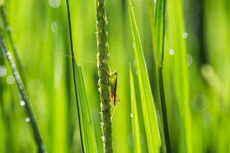 Insect on young green paddyの写真素材