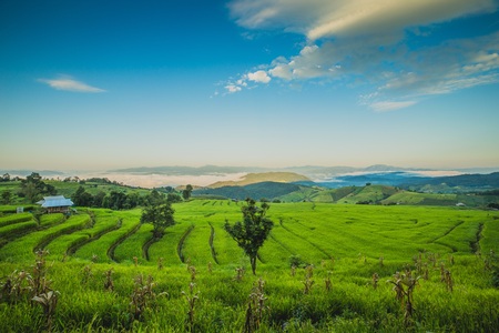 Rolling green hills and rice fieldの写真素材